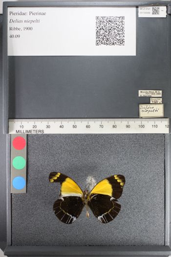 Media type: image;   Entomology 130066